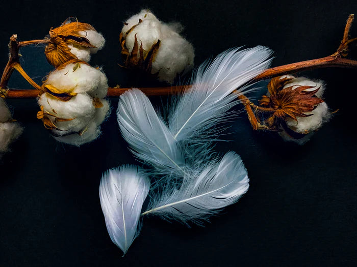 Small white goose feathers