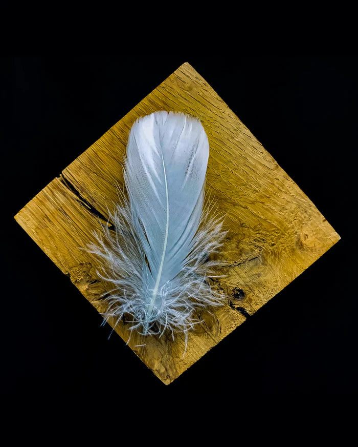 Small white goose feathers