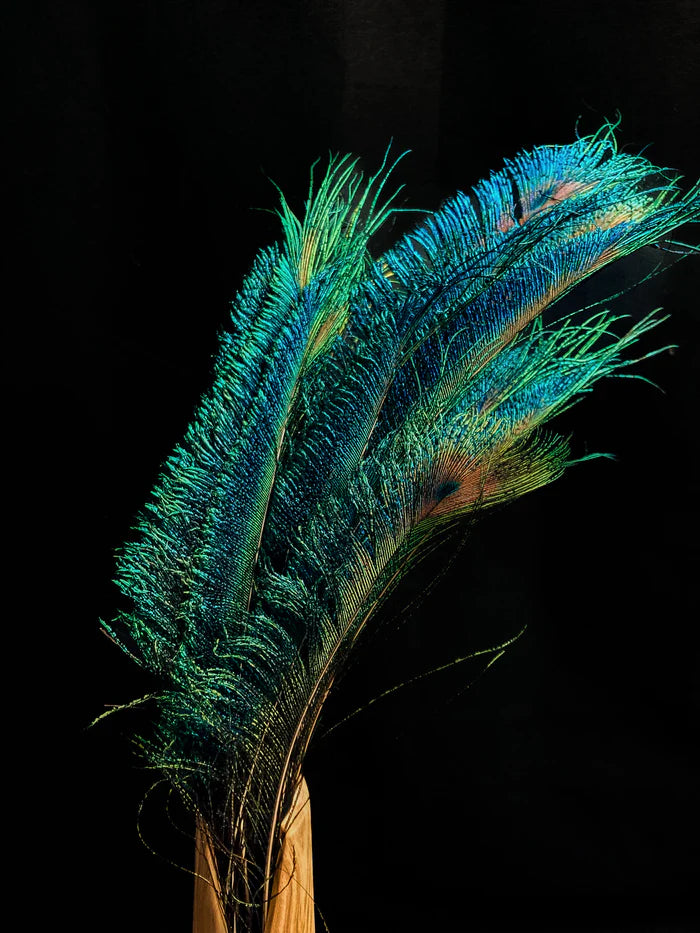 Sword peacock feathers blue-green