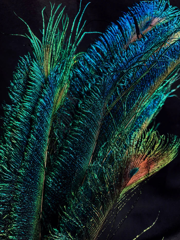 Sword peacock feathers blue-green