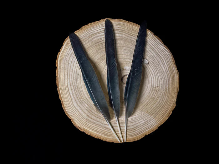 Very large crow feathers