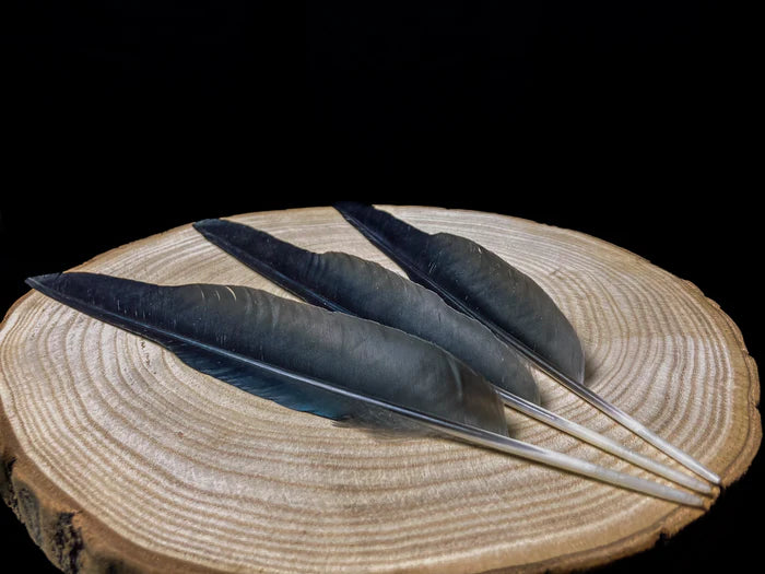 Very large crow feathers