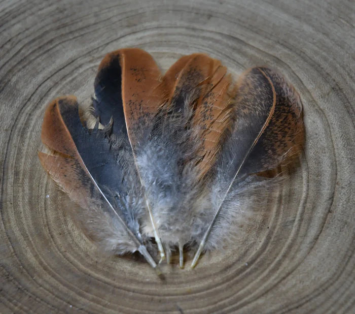 Very small brown and black hen feathers