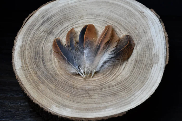 Very small brown and black hen feathers