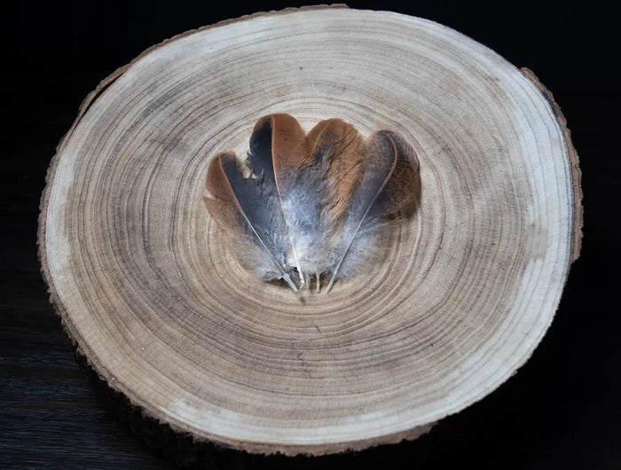 Very small brown and black hen feathers