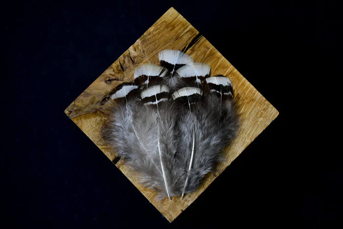 White and black Lady Amherst pheasant feathers