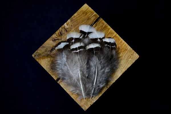 White and black Lady Amherst pheasant feathers