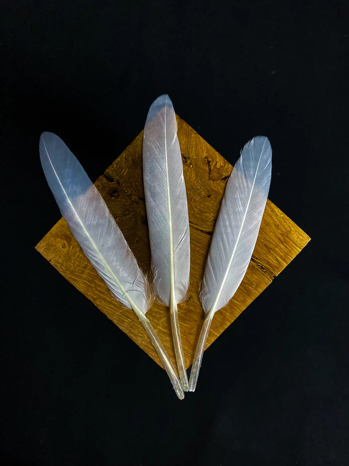 White goose feathers