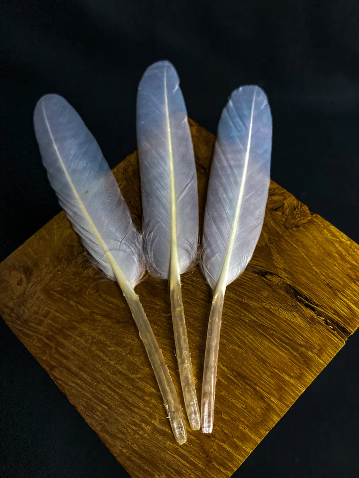 White goose feathers