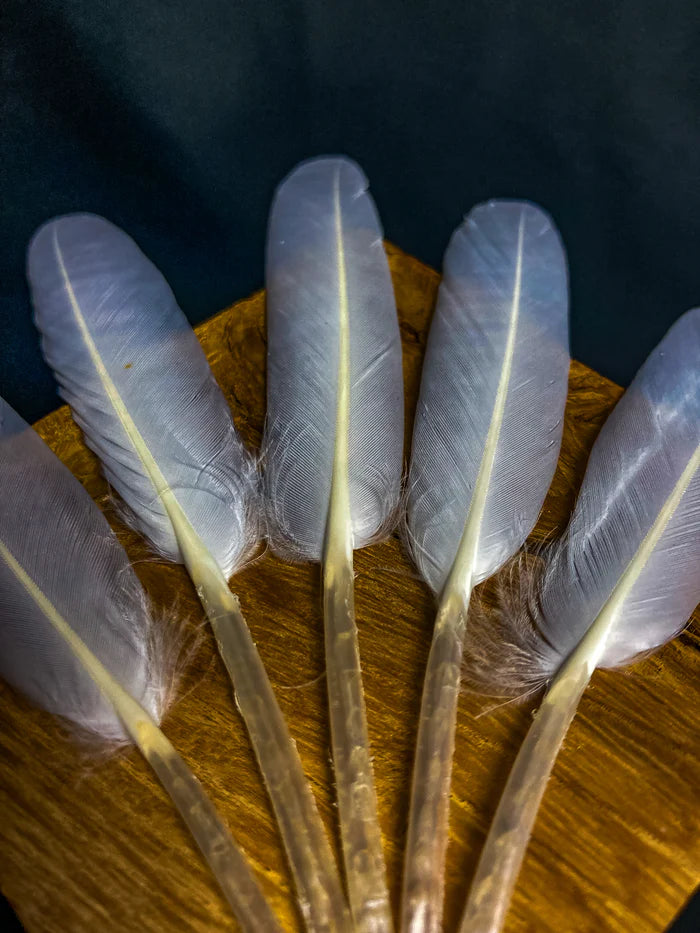 White goose feathers