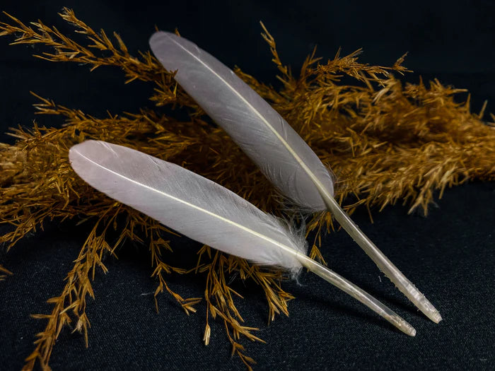 White goose feathers