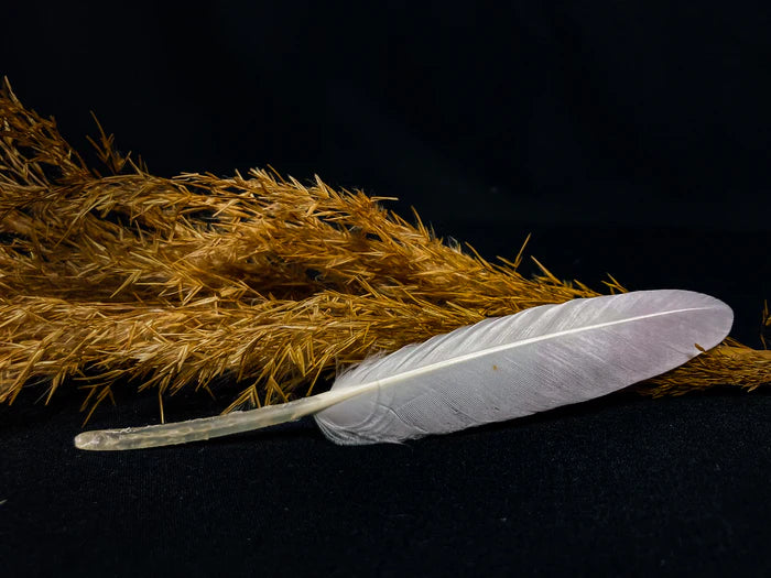 White goose feathers