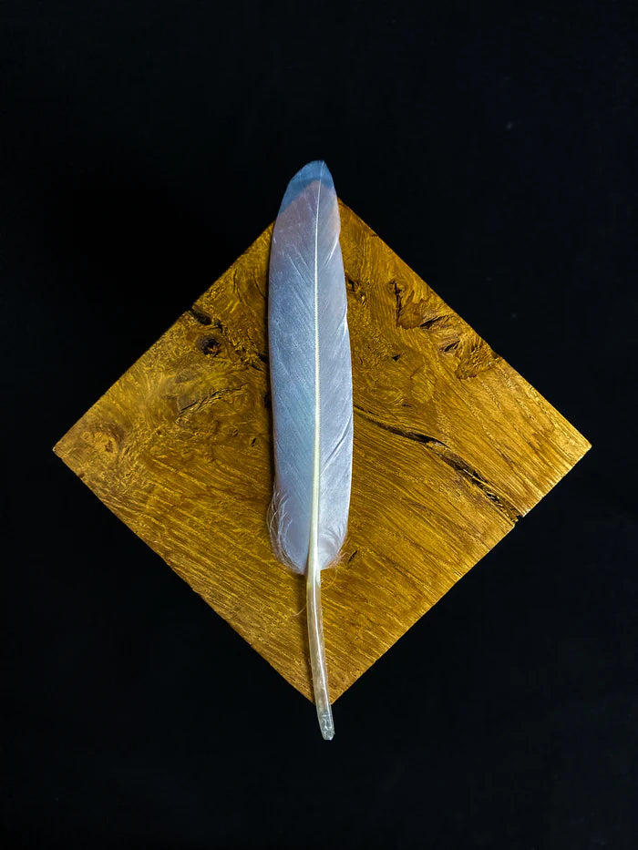 White goose feathers