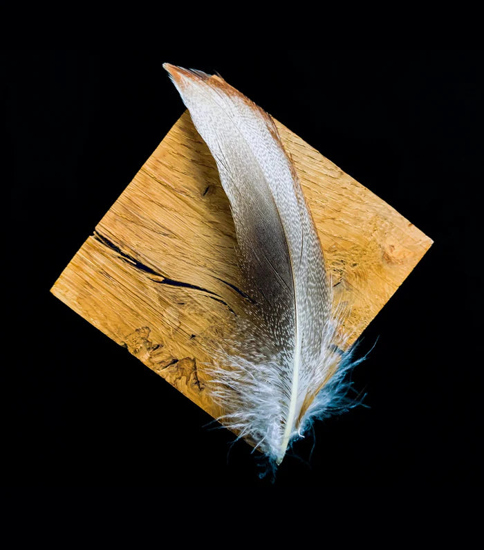 White, gray, and brown duck feathers