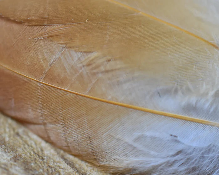 White and orange hen feathers