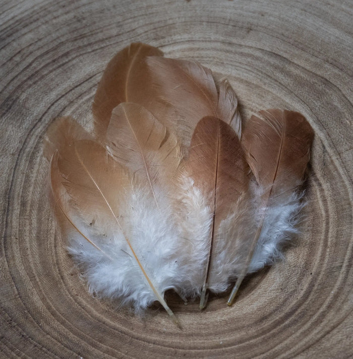 White and orange hen feathers