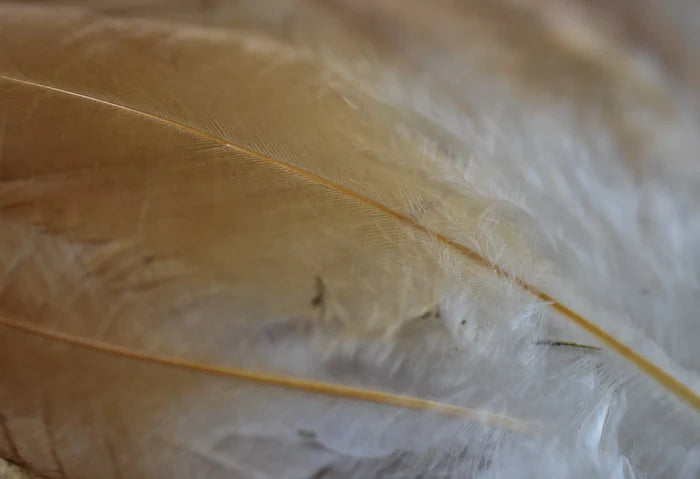 White and orange hen feathers