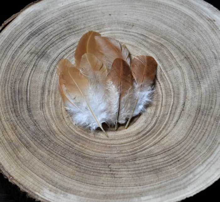 White and orange hen feathers