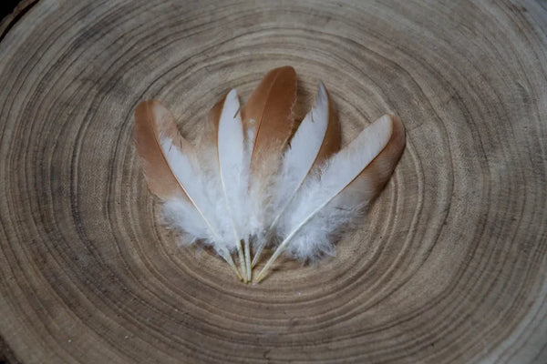 White and orange hen feathers