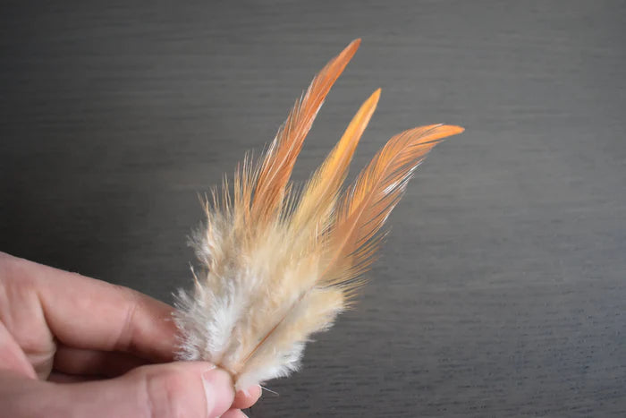 White and orange rooster feathers