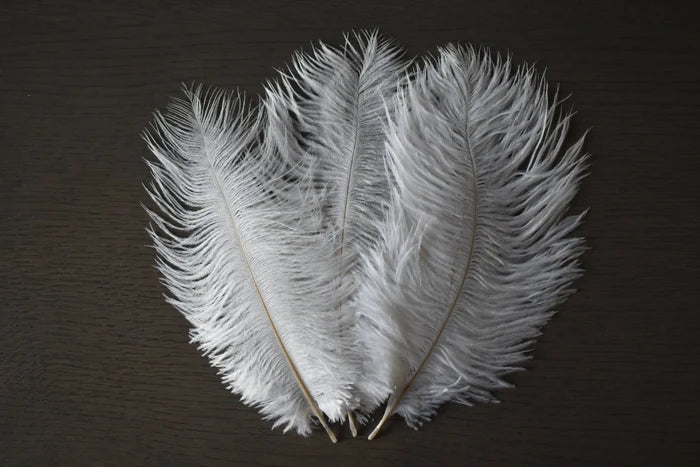 White ostrich feathers