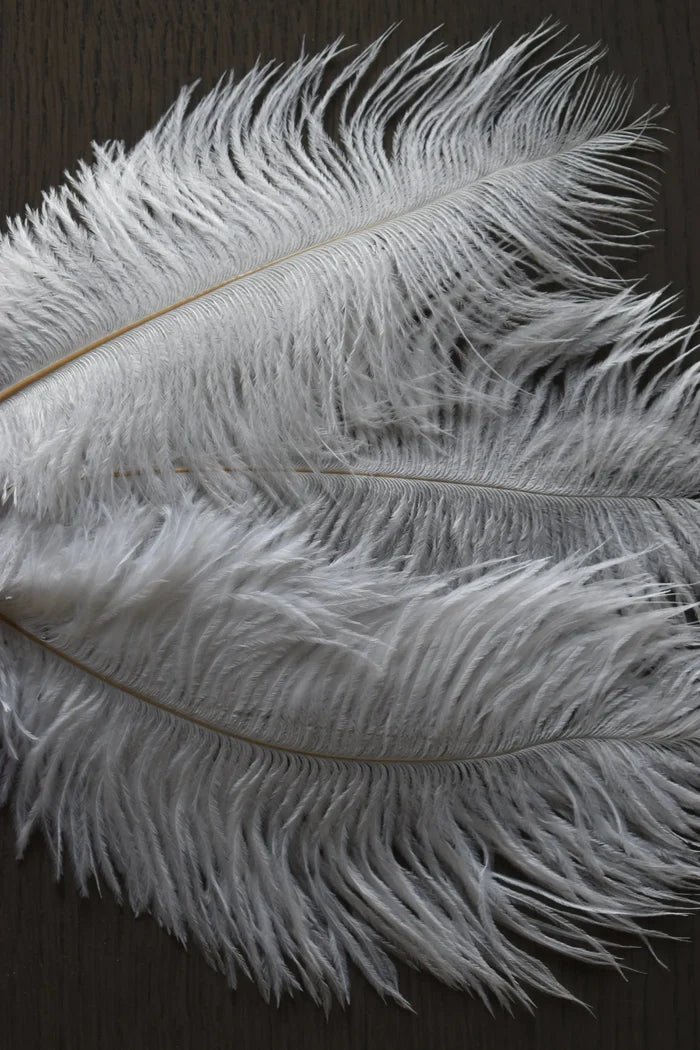 White ostrich feathers