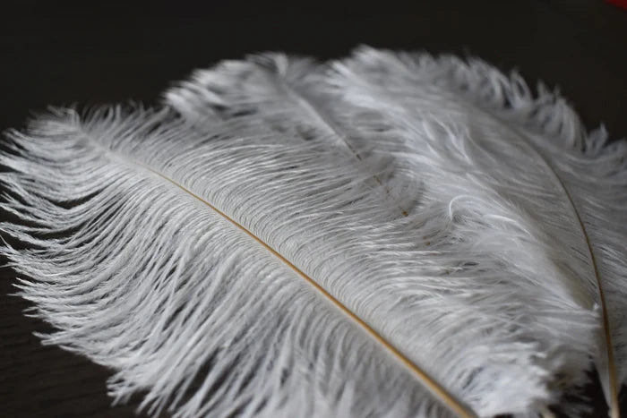 White ostrich feathers