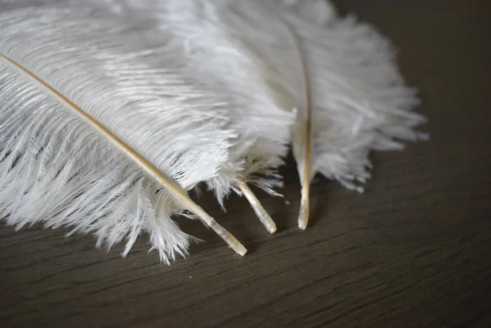 White ostrich feathers