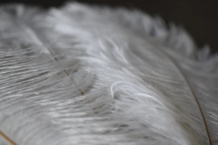 White ostrich feathers