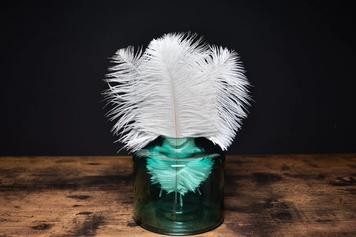 White ostrich feathers