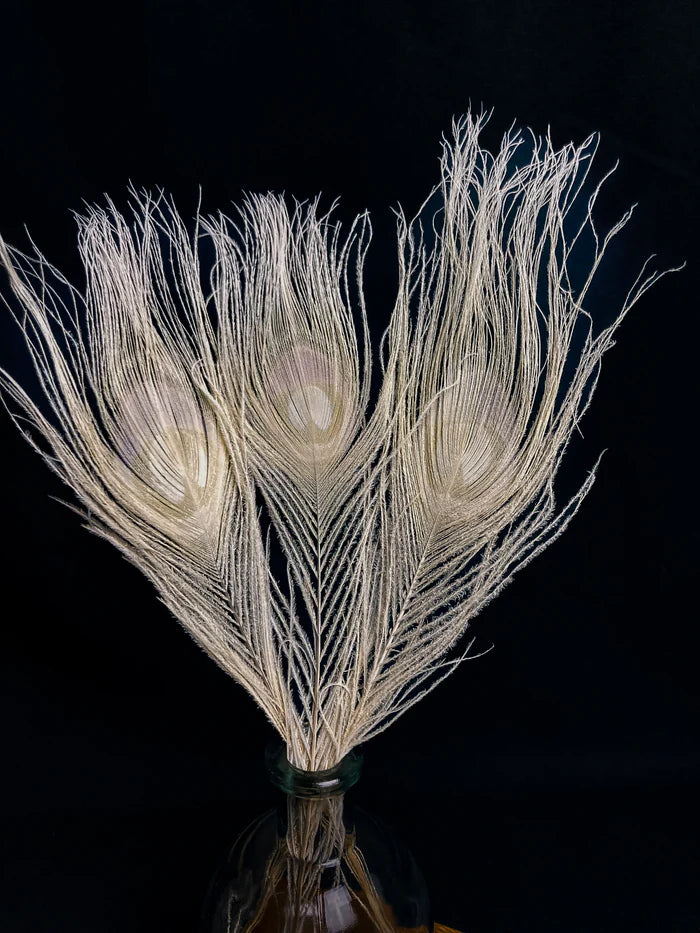 White peacock feathers - 10 in