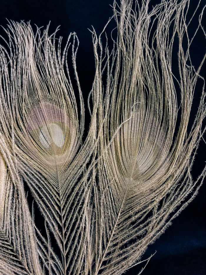 White peacock feathers - 10 in