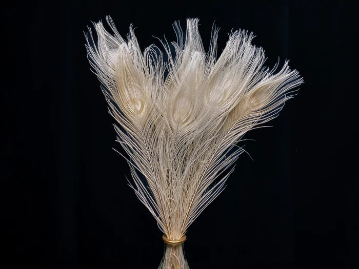 White peacock feathers - 16 in