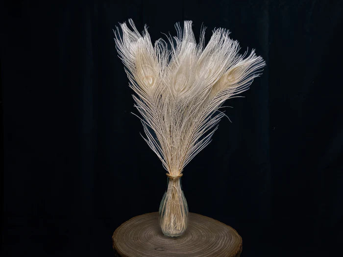 White peacock feathers - 16 in