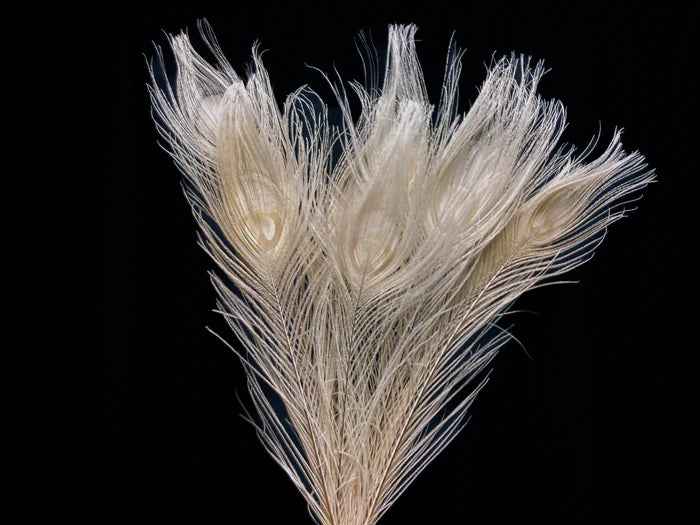 White peacock feathers - 16 in