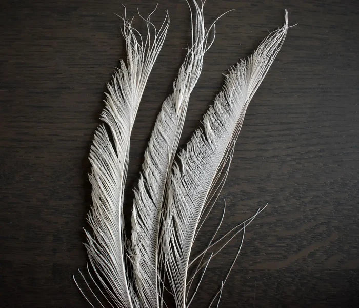 White peacock feathers - 8 in