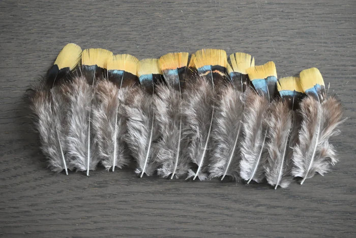 Yellow and gray Lady Amherst pheasant feathers