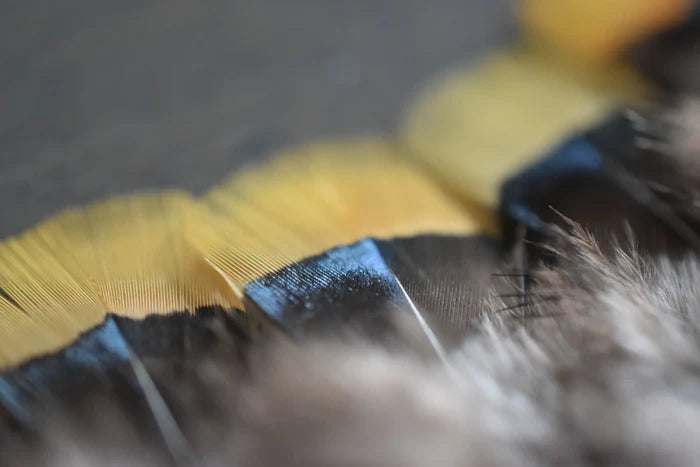 Yellow and gray Lady Amherst pheasant feathers