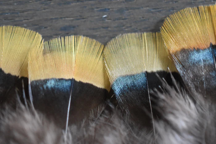 Yellow and gray Lady Amherst pheasant feathers